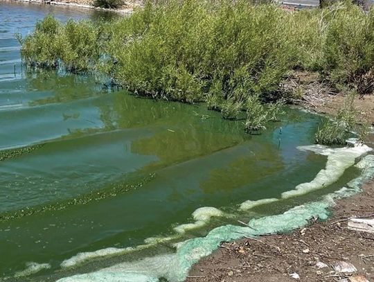 Nevada agencies raise awareness of Harmful Algal Blooms and public health risks Article upload date: 07/01/2026